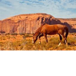 Sandy stables!
