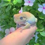 Official_Frogs