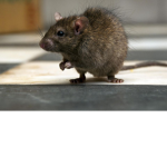 the rat cIub