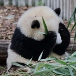 P A N D A ʙᴜʀsᴛ