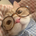 Kitty Kawaii shop
