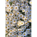 The cute daisys