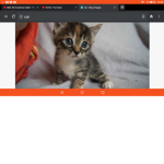 My cat Group Mama cat