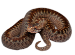 Reptile learn