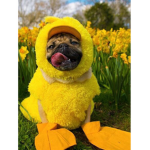 Da Special Pug Group