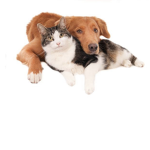 Animal friends!!!!!!
