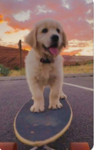 dogs and puppies forever!!!!!!
