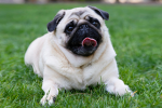 PUGS 4EVER
