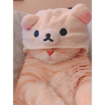 Kitty bears :<