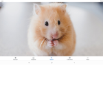 The Hamster Life