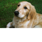 Dogs are funny look