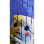 Mátchêlô