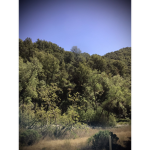 The Trees!
