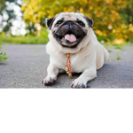 La time. Chien