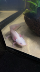(Axolotl )
