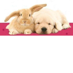 funny bunny and the dog