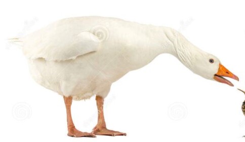 geese