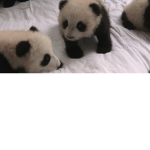 Panda people fan club