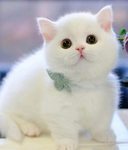 Lucky Cats Studios