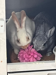 blossoming bunnies