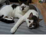 the furry kittenz