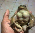 gibbit