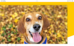 Dog fun houes