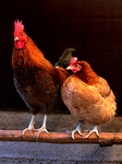 GOC ; Gates of Chicken
