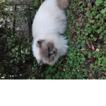 Pet Nation