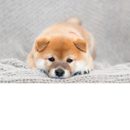 The Shiba Cult's Hideout