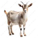 GoatyGoat Studio’s
