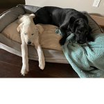 Puppy officials
