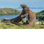 The Komodo gang