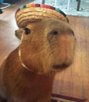 Capybara Fans Only!