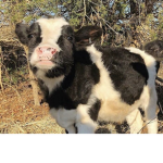 Aesthetic weird cows