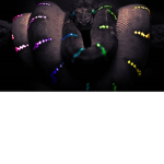 The Rainbow snakes