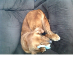 Arf Arf Arf its me BLUEARFYDOG