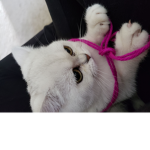 Mimi the Cat Squad