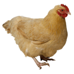 The chicken fan gang