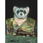 Weasel War-Ferret Kingdom