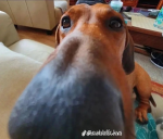 PREPPY~DACHSHUND:)