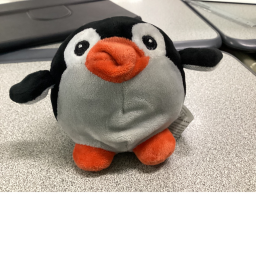 penguin coub club