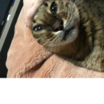 Nalaismybaby