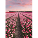 ~Roses Flower Garden~