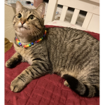 my cat Patty