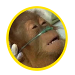 Banana Munchers