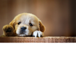 puppy or dog group : )