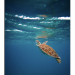 Turtles under the water