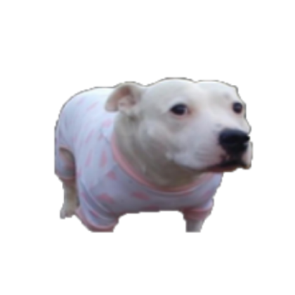 dog with a pink shirt on lol Roblox decal