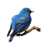 The Bluebirds Cheer